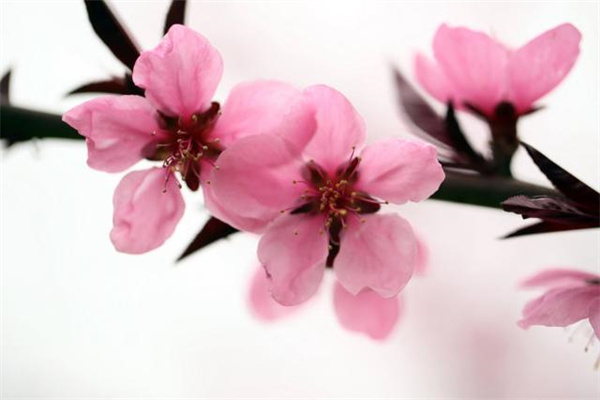 正缘桃花什么意思(八字正缘桃花什么意思)