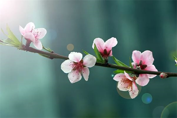 咸池桃花是什么意思（咸池桃花入命啥意思）