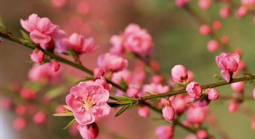 桃花劫该如何化解