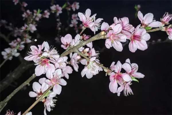 什么样的八字有桃花