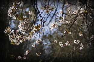 咸池桃花是什么意思