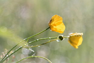 咸池桃花是什么意思咸池桃花是好是坏
