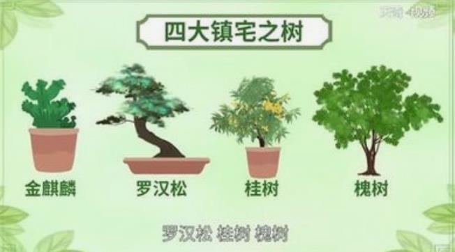 六大镇宅之树