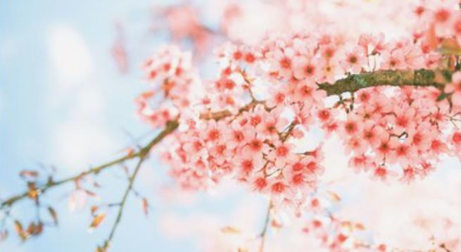甲子日柱的女命带桃花吗