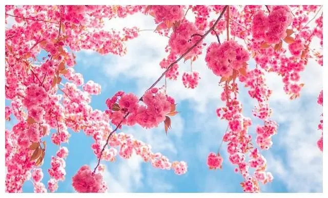 怎样加强桃花运