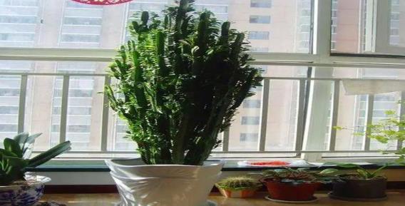 家里放龙骨风水好不好