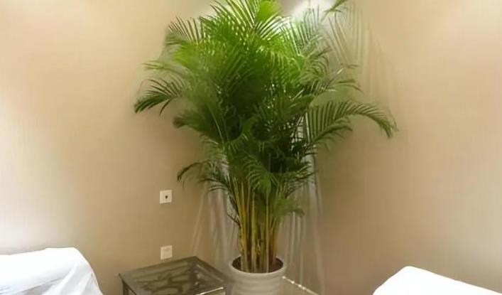 家中摆放植物风水讲究
