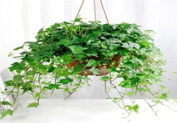 店铺宜养招财风水植物