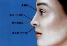 鼻子尖的人性格特征