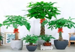 发财树摆在客厅哪个方位风水好