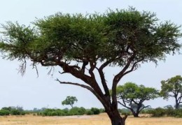 己亥平地木的人命好坏，己亥平地木各时辰吉凶解析