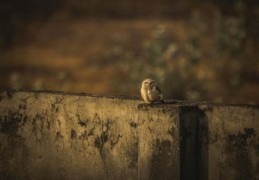 感情中最痴情的八字（感情中最痴情的八字是什么）