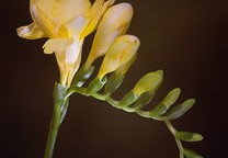 乙木走什么大运好（乙木走什么大运好 行运口诀查询）