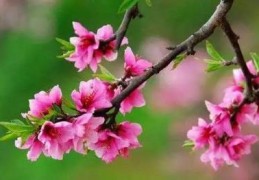 八字正桃花是什么意思