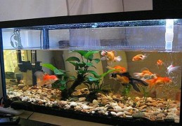 家庭财务风水禁忌