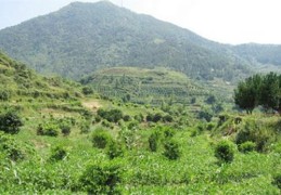 ​有哪些出自古诗词诗经寓意好的男孩名字