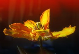 秘传住宅八方速断法（住宅八方吉凶）