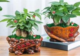 八种植物招财又旺宅