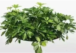 什么是最好的化煞风水植物