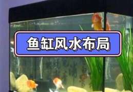 ​客厅鱼缸摆放风水禁忌