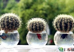 嫁豪门的八字格局