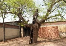 门前种哪棵树风水好