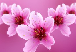 八字桃花煞的准确判断依据