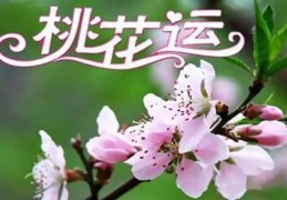 如何看你八字带哪种桃花