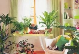 卧室植物摆放风水禁忌