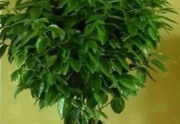 元宝树放在什么地方风水好