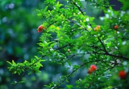 庚申石榴木的人命好坏，庚申石榴木各时辰吉凶解析