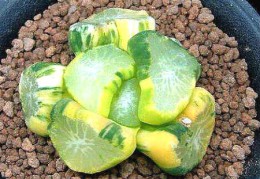 有哪些肉质植物可以招财