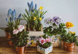 ​室内植物放置风水禁忌