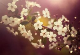 命里犯桃花煞怎么化解