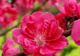 命里有红艳桃花的看法，命里有红艳桃花好不好