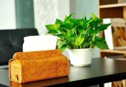 办公室桃花位适合摆放什么