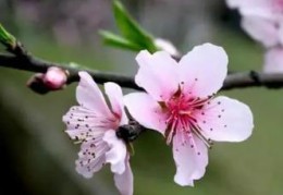 旺桃花的住宅风水禁忌