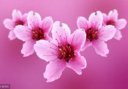 命理桃花煞含义