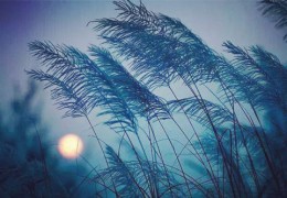 什么八字性格固执