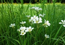 大运是什么意思（大运正官是什么意思）