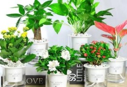 办公室​不同花卉的风水功效