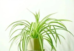 厨房摆放什么花风水好