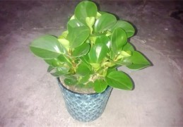 ​植物风水禁忌