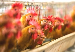 农场风水禁忌有哪些