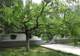 槐树在风水中的作用