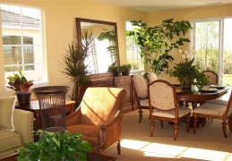 家居植物吉凶风水禁忌