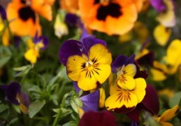 2024年最强的四个属相