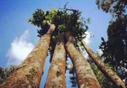 七杀比肩枭神组合含义