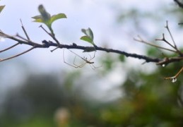端午节出生的人命运如何（端午节出生的人命运怎么样）
