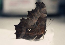 八字中的偏枯命好吗